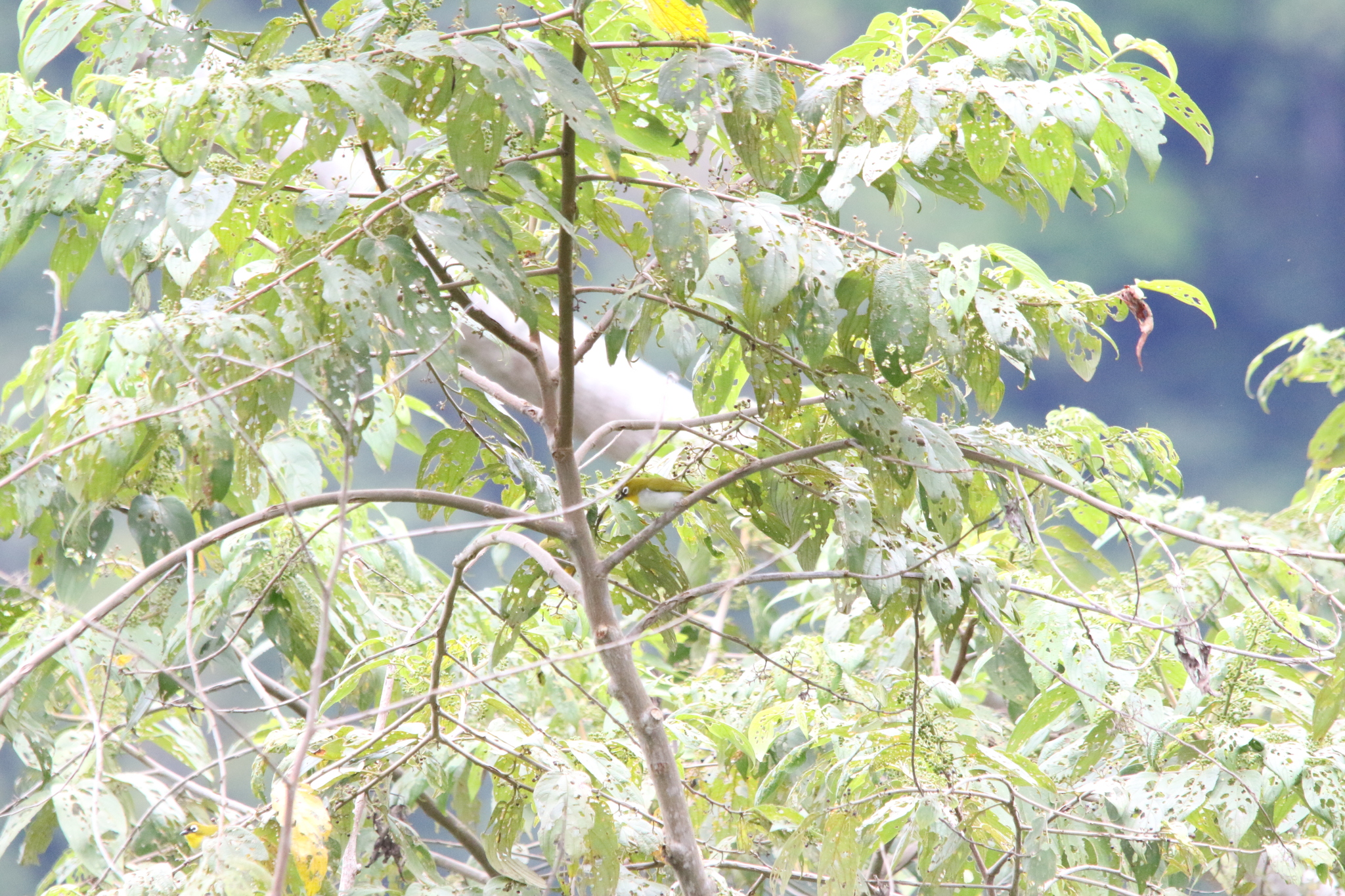Black-fronted White-eye (Zosterops minor), photo 7