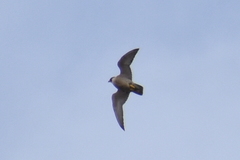 Falco peregrinus brookei