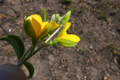 Argyrolobium pachyphyllum