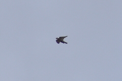 Falco peregrinus brookei