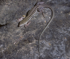 Aspidoscelis laredoensis