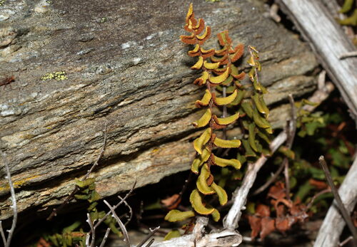 hot rock fern (Pellaea calidirupium)