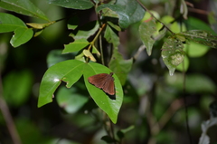 Ancistroides nigrita