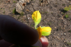 Argyrolobium pachyphyllum