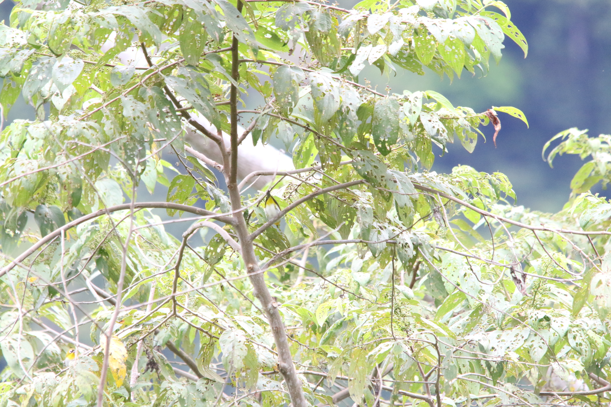 Black-fronted White-eye (Zosterops minor), photo 10