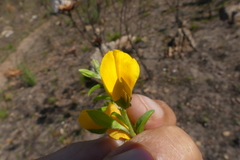 Argyrolobium pachyphyllum