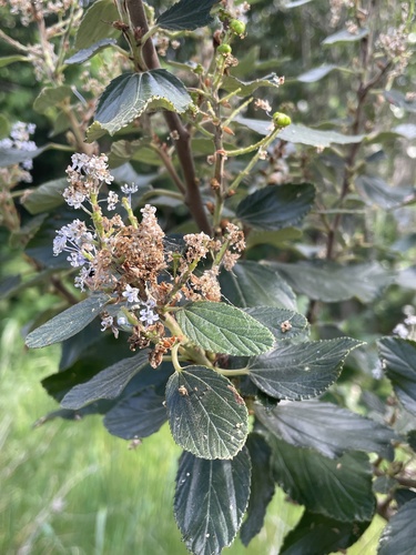 Feltleaf ceanothus (Ceanothus arboreus)