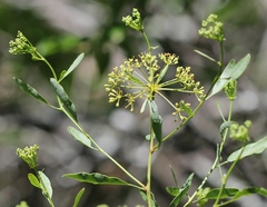 Heteromorpha arborescens