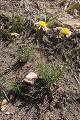 Argyrolobium pachyphyllum