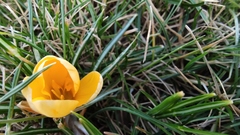 Crocus angustifolius