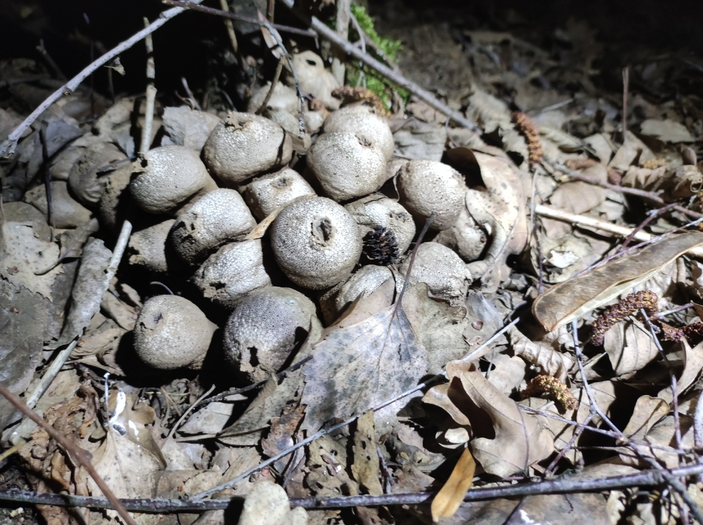 Apioperdon pyriforme · March 2026 · photo: © p_stipticus (iNaturalist, cc-by)