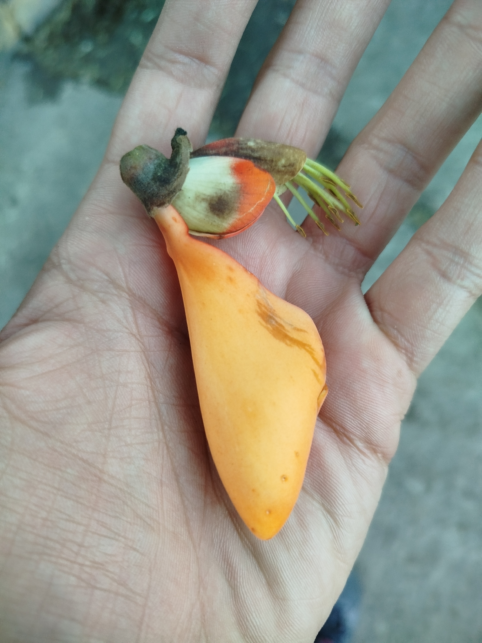 Foto de Erythrina fusca Lour.