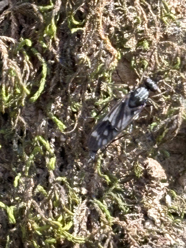 Unknown species found near Mammoth Cave National Park, Kentucky, USA