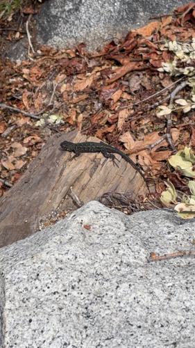 iNaturalist observation photo of Western Fence Lizard