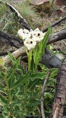 Pachycarpus schinzianus