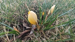 Crocus angustifolius