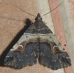 Bertula abjudicalis
