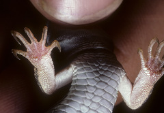 Aspidoscelis laredoensis