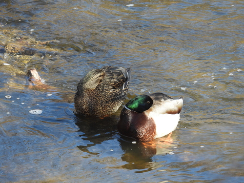 Mallard photographed in Minnesota