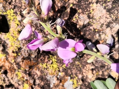 Tephrosia nicaraguensis