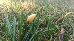 Crocus angustifolius