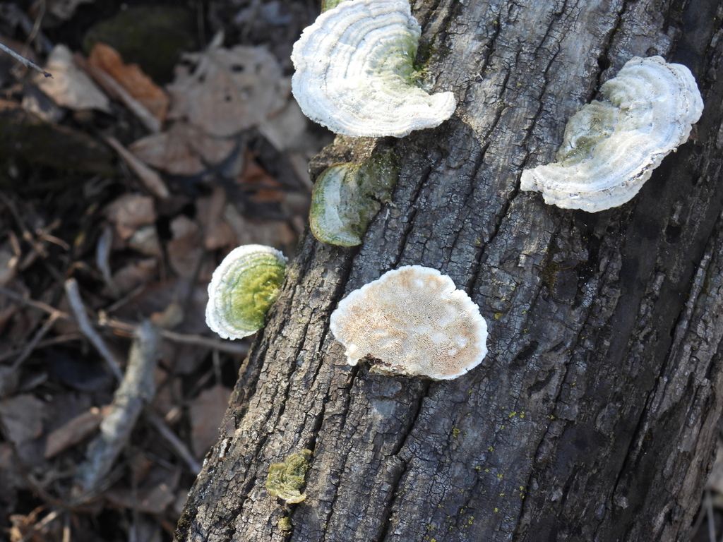 Trametes gibbosa · March 2026 · photo: © liren (iNaturalist, cc-by)