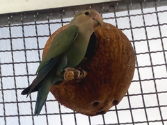 Psittaculidae