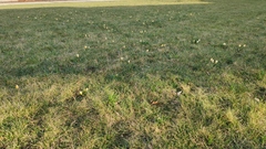 Crocus angustifolius