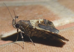 Bertula abjudicalis