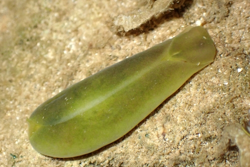 Phanerophthalmus luteus, 2026-02-27