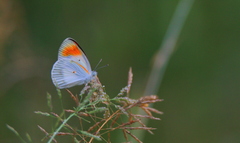 Colotis antevippe gavisa
