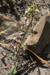 Aspidoglossum heterophyllum