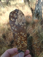 Quercus incana