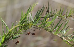Xenostegia tridentata