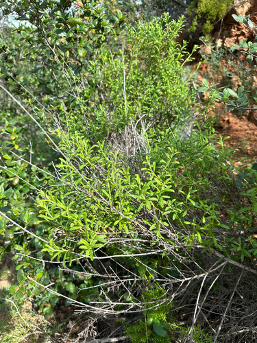 Plummer's baccharis (Baccharis plummerae)