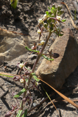 Aspidoglossum heterophyllum