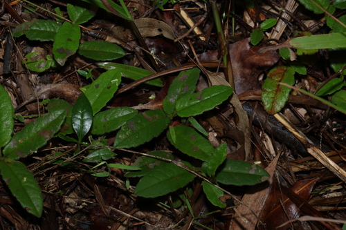 Toothed Guinea Flower (Hibbertia dentata)