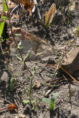 Aspidoglossum heterophyllum