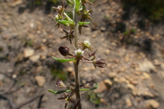 Aspidoglossum heterophyllum