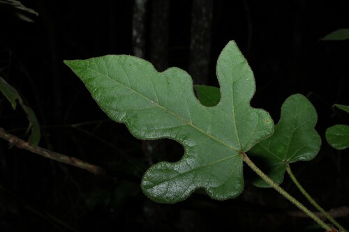 Brachychiton bidwillii, photograph 1