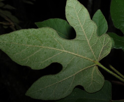 Brachychiton bidwillii, photograph 2