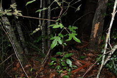 Brachychiton bidwillii