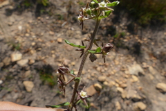 Aspidoglossum heterophyllum