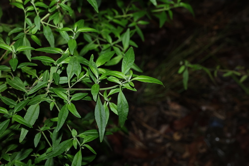oval-leaf mintbush (Prostanthera ovalifolia)