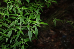 Prostanthera ovalifolia