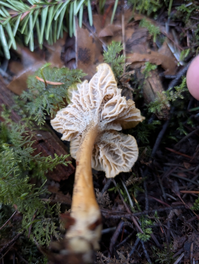 Craterellus tubaeformis · March 2026 · photo: © moemeikle (iNaturalist, cc-by)
