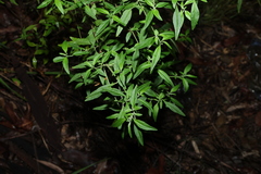 Prostanthera ovalifolia, photograph (c) Greg Tasney, some rights reserved (CC BY-SA)