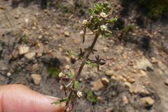 Aspidoglossum heterophyllum