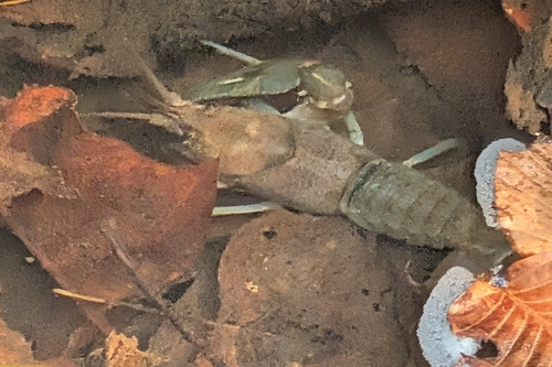 Oconee Bell Trail Loop