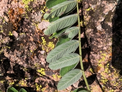 Tephrosia nicaraguensis